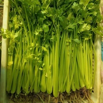 精品香芹，可以长期供货产地供应量大从优欢迎咨询
