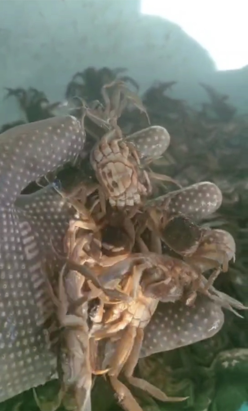 大种蟹苗