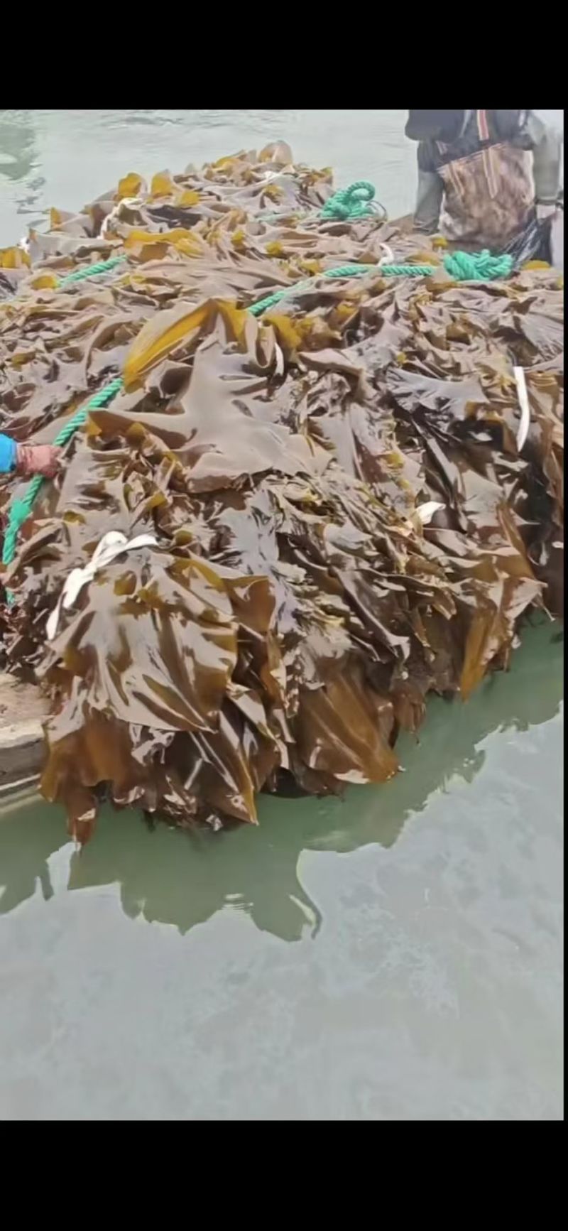 山东本地新鲜大海带，产地直发，可视频看货