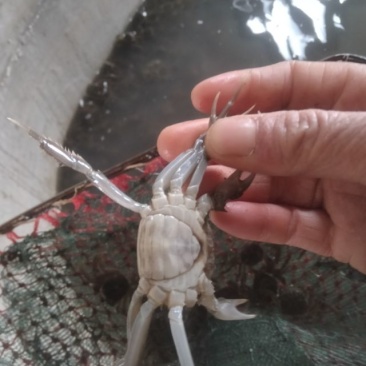 优质蟹苗出售，健康活泼，成活率高，助您轻松养殖，欢迎咨询！
