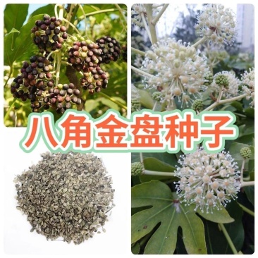 新采八角金盘种子花卉种子绿植种子八手种子手树种子金刚纂
