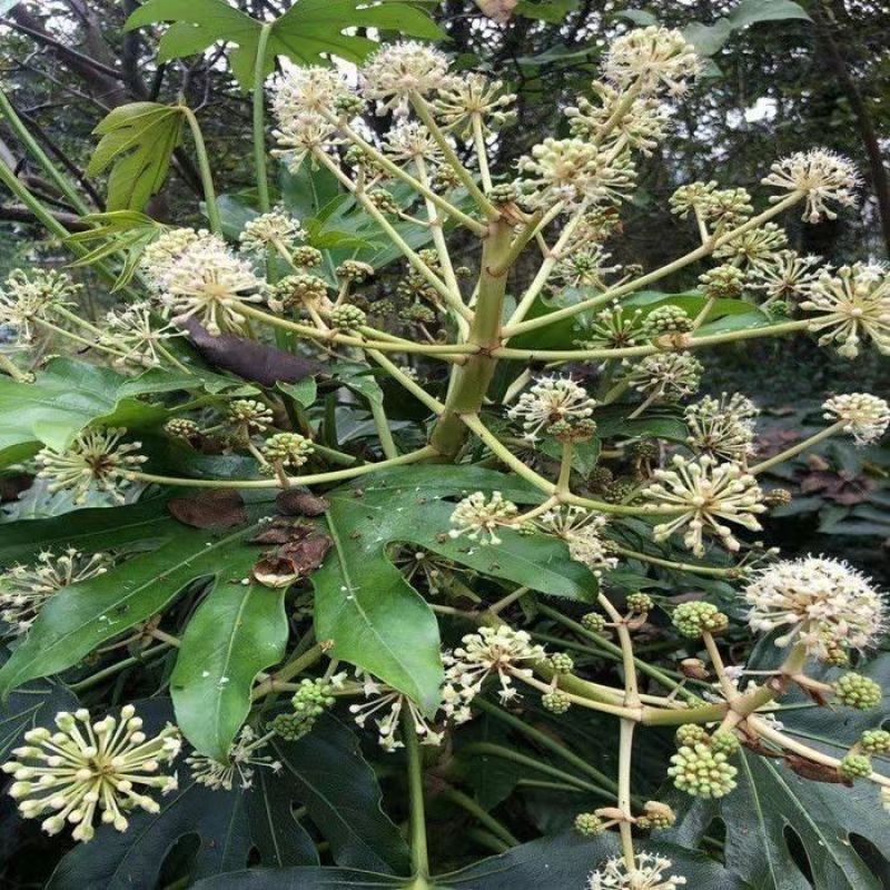 新采八角金盘种子花卉种子绿植种子八手种子手树种子金刚纂