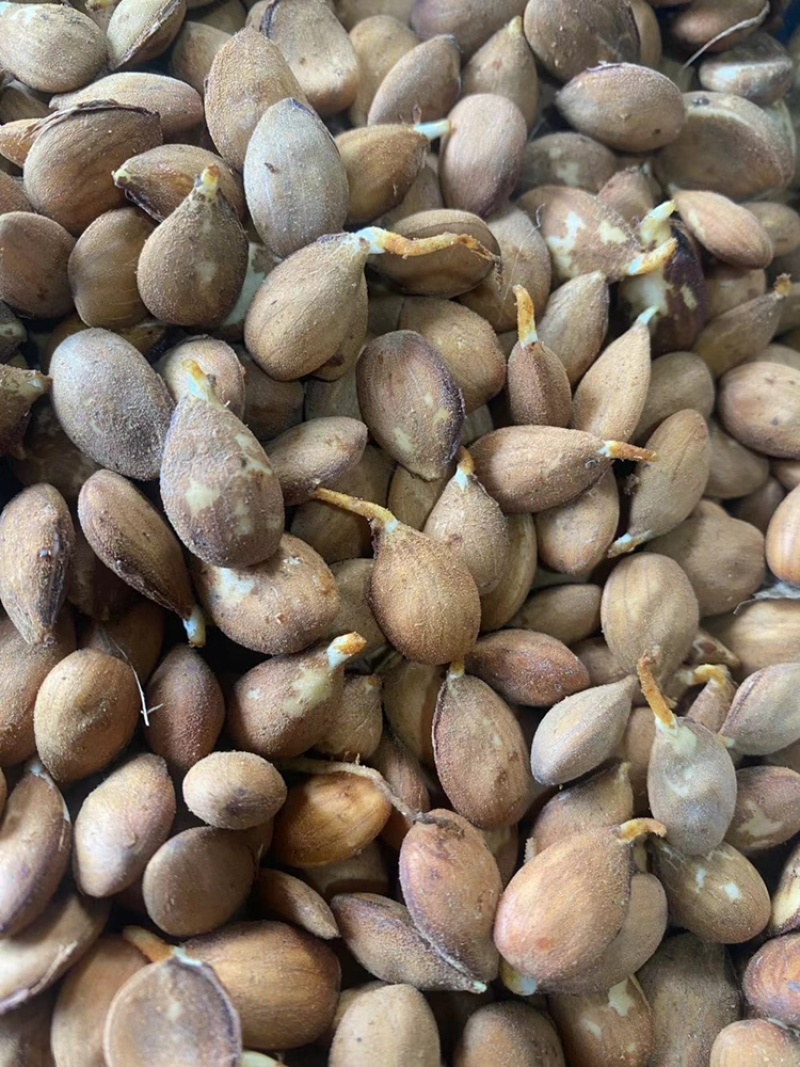 辽宁毛桃种子手工挑选的毛桃仁粒粒饱满