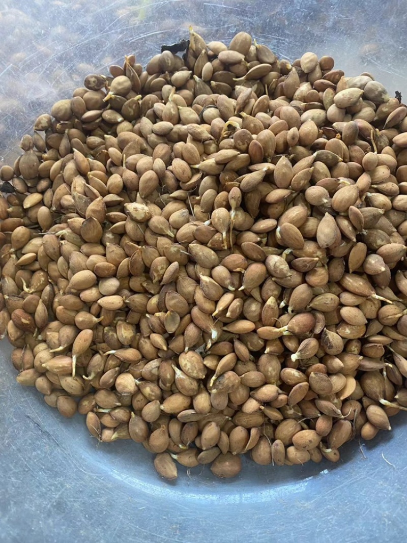 辽宁毛桃种子手工挑选的毛桃仁粒粒饱满