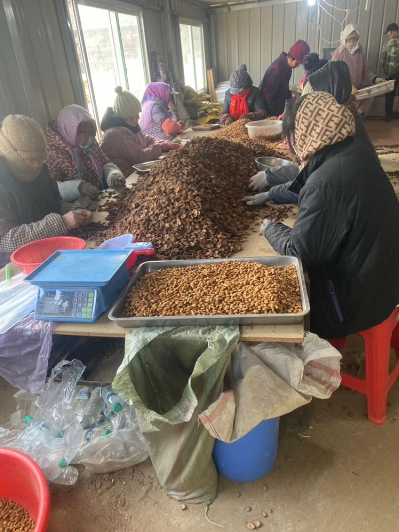 辽宁毛桃种子手工挑选的毛桃仁粒粒饱满