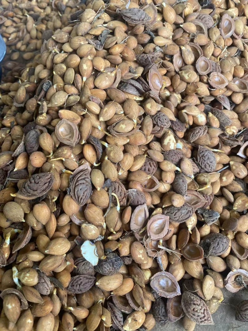 辽宁毛桃种子手工挑选的毛桃仁粒粒饱满