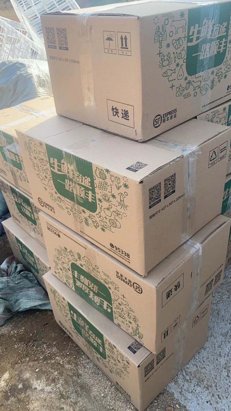 辽宁毛桃种子手工挑选的毛桃仁粒粒饱满
