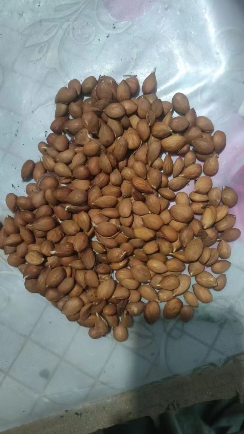 辽宁毛桃种子手工挑选的毛桃仁粒粒饱满