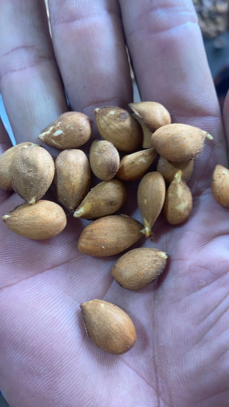 辽宁毛桃种子手工挑选的毛桃仁粒粒饱满