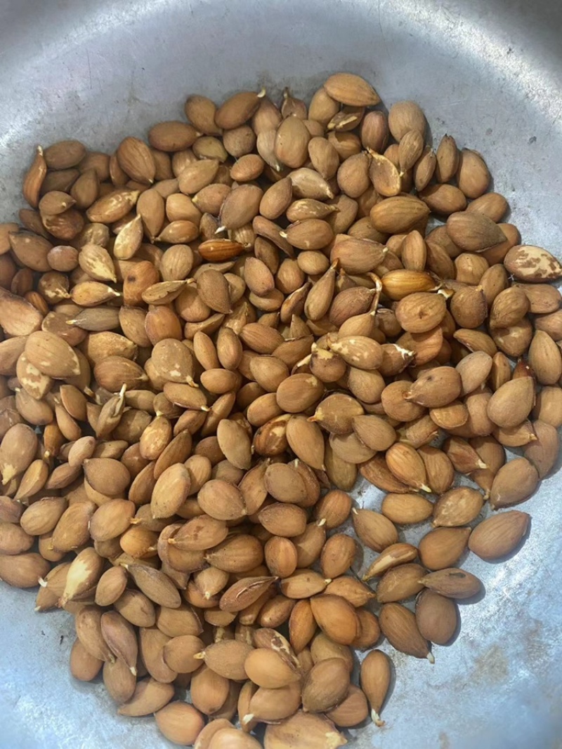 辽宁毛桃种子手工挑选的毛桃仁粒粒饱满
