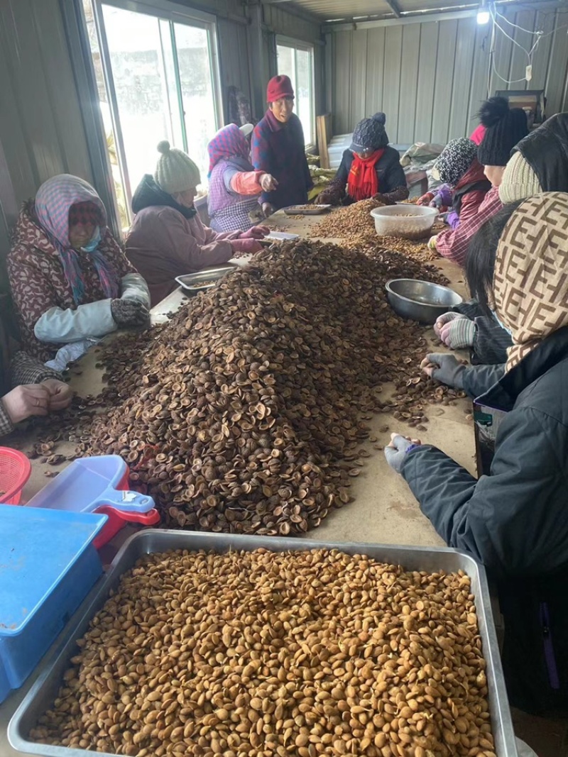 辽宁毛桃种子手工挑选的毛桃仁粒粒饱满
