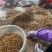 辽宁毛桃种子手工挑选的毛桃仁粒粒饱满