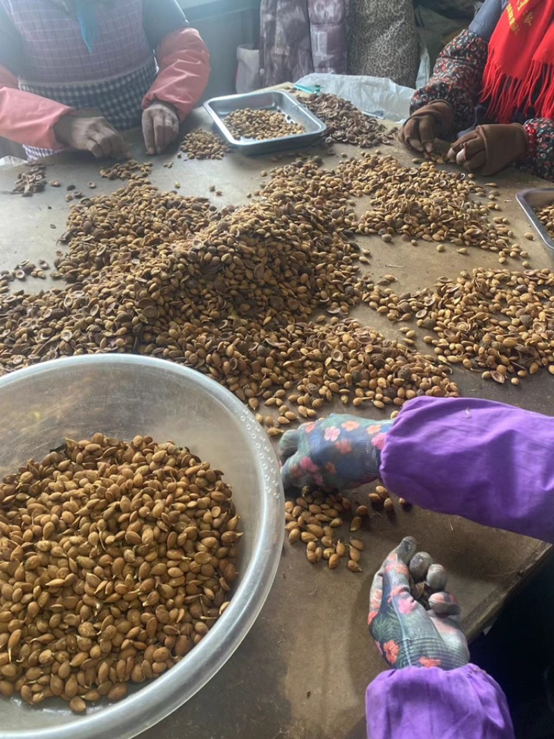 辽宁毛桃种子手工挑选的毛桃仁粒粒饱满