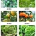 鸡粪【活性菌发酵鸡粪】99%,农家肥,底肥。销往全国各地
