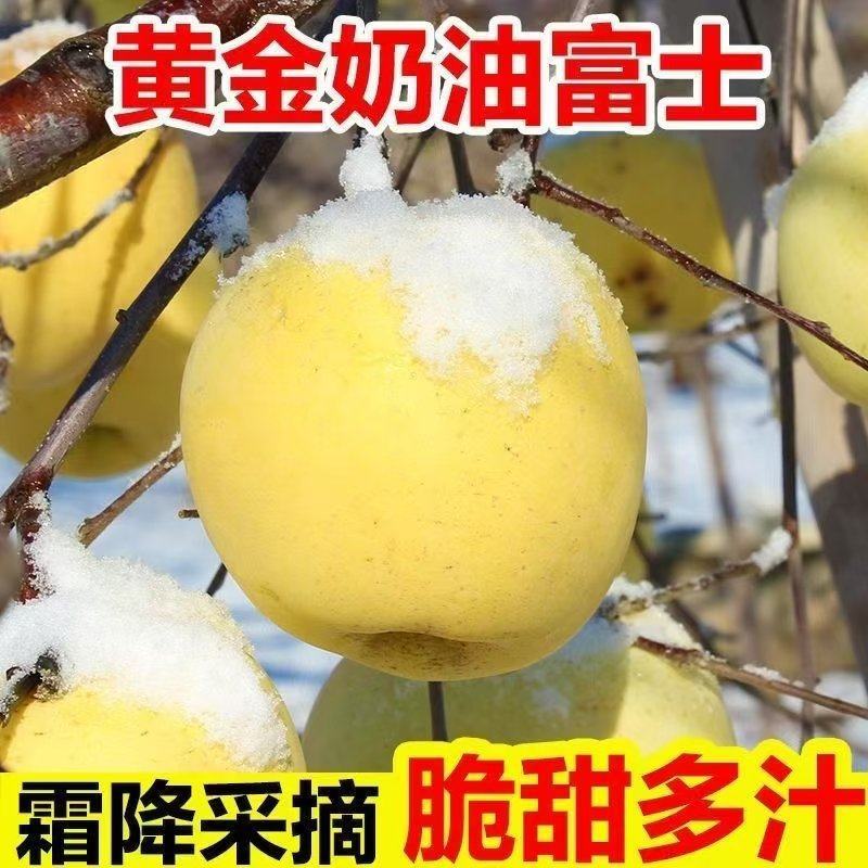 黄金奶油富士，脆甜多汁，精选大果，需要的老板可以下单。