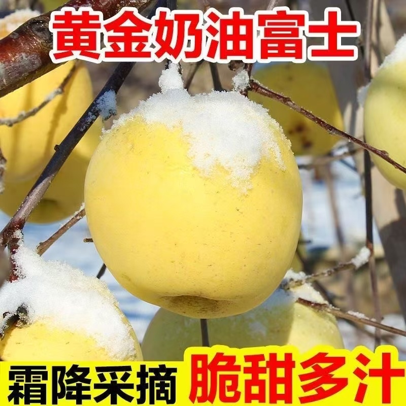 黄金奶油富士，脆甜多汁，精选大果，需要的老板可以下单。