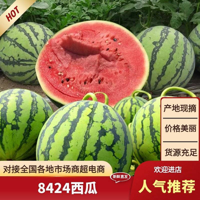 8424大棚麒麟西瓜皮薄瓤红，口感甜，水份足，欢迎订购
