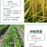 《哈茨木霉菌》包邮，土传病害克星，有效活菌20亿/克厂家