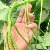 精品大田西瓜红红薯苗产地直销，现摘现发一手货源万亩基地