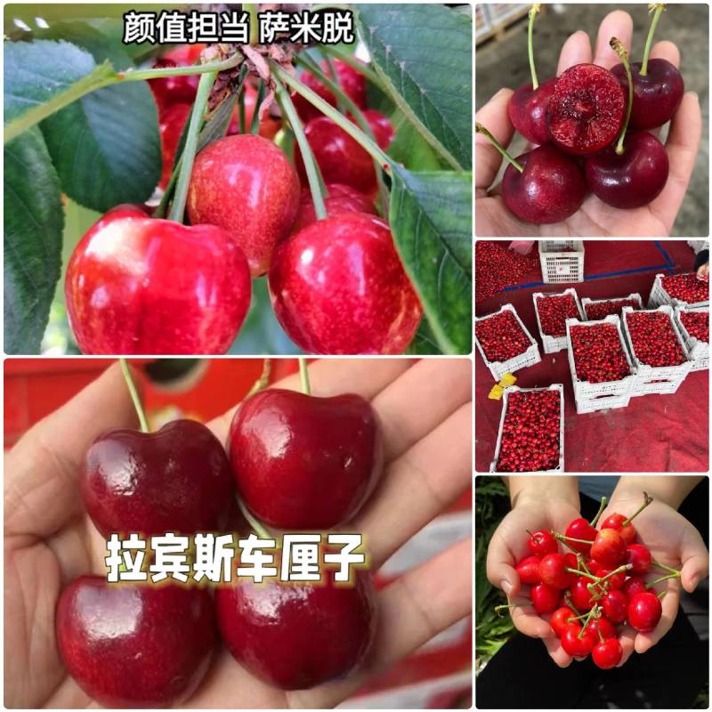 《陕西大樱桃》拉宾斯樱桃先锋萨米脱雷尼布鲁克斯