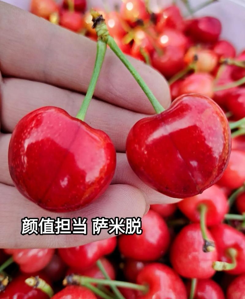 《陕西大樱桃》拉宾斯樱桃先锋萨米脱雷尼布鲁克斯