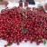 《陕西大樱桃》拉宾斯樱桃先锋萨米脱雷尼布鲁克斯