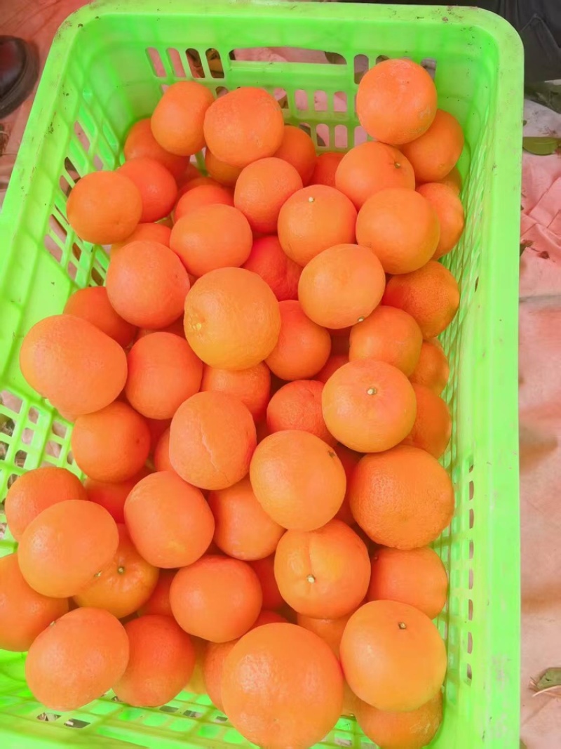 沃柑支持视频看货，可发往全国市场基地直供品质优可视频看