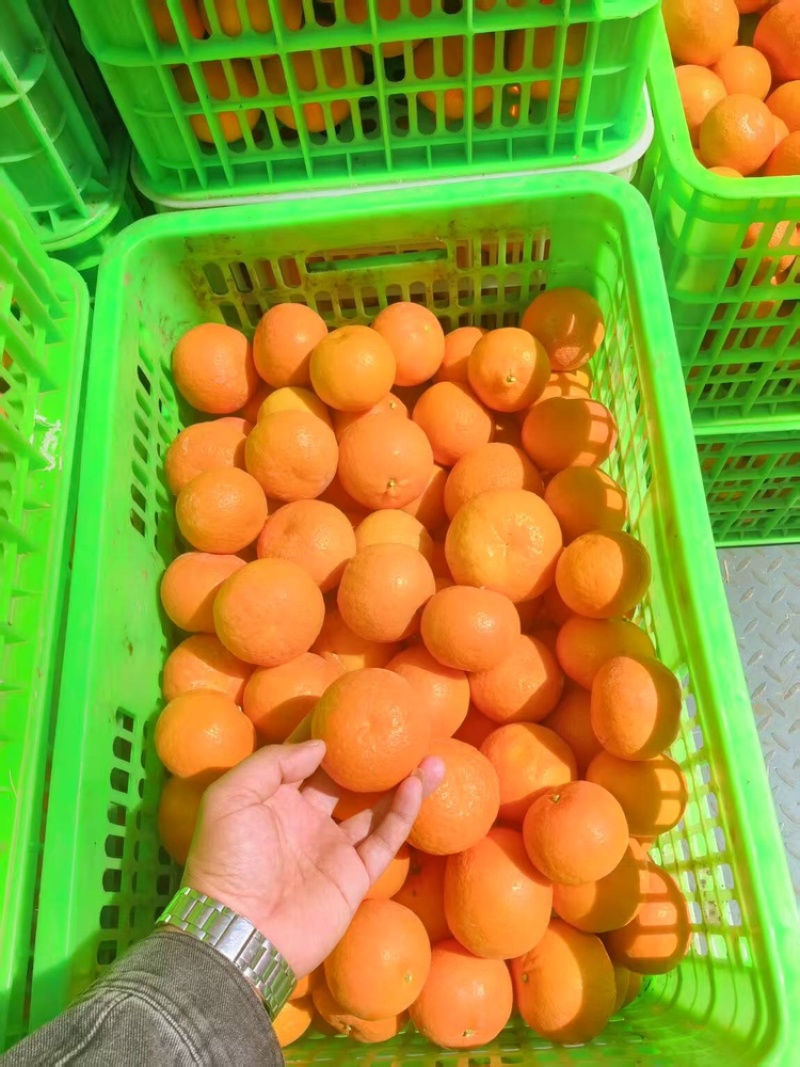 沃柑支持视频看货，可发往全国市场基地直供品质优可视频看