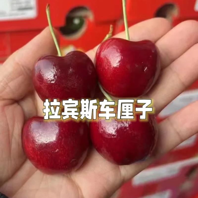 《陕西大樱桃》拉宾斯樱桃先锋萨米脱雷尼布鲁克斯