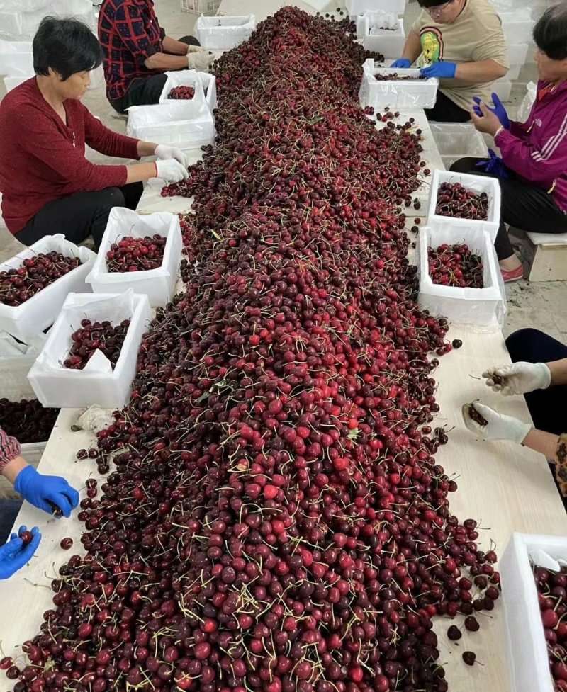 《美早樱桃》陕西樱桃/基地现摘现发/量大质优/全国发货
