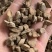 川牛膝精选薄片过0.4筛无硫地道药材关书药业批发
