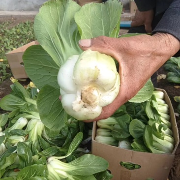 腌菜专用大课青菜，专业供货，百亩基地专业种植