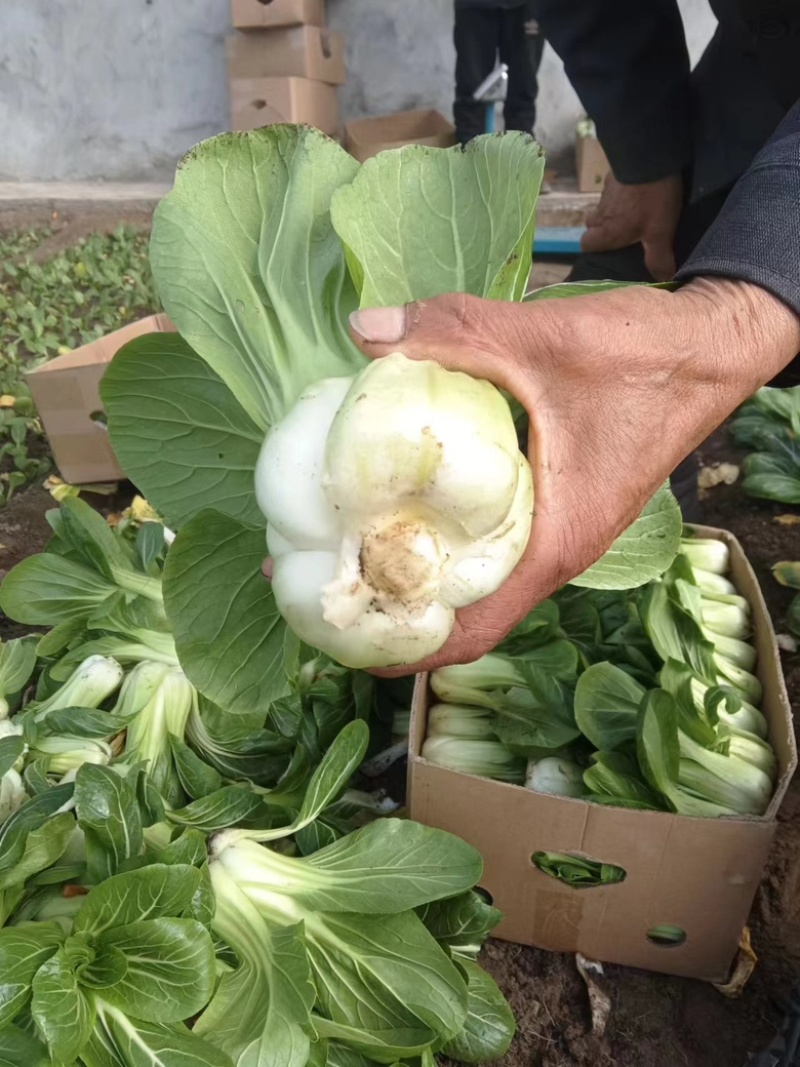 腌菜专用大课青菜，专业供货，百亩基地专业种植