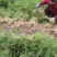 广西中药材示范育苗基地良种大天冬种子种苗正品全程技术指导