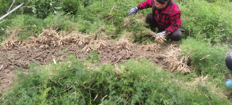广西中药材示范育苗基地良种大天冬种子种苗正品全程技术指导
