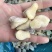 海螺鲍螺珍珠螺贵妃螺珍珠螺花螺捞汁小海鲜食材壳薄肉大