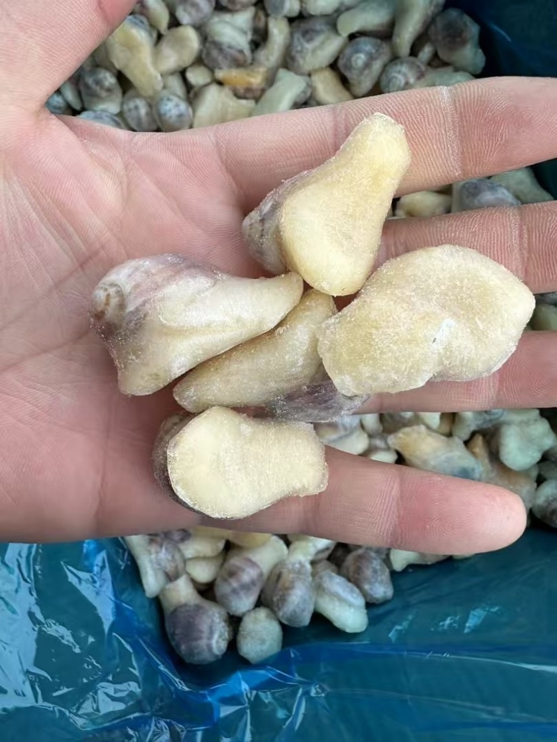 海螺鲍螺珍珠螺贵妃螺珍珠螺花螺捞汁小海鲜食材壳薄肉大