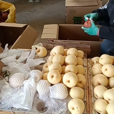 精品蒲城酥梨皮薄多汁质量保证量大从优欢迎咨询