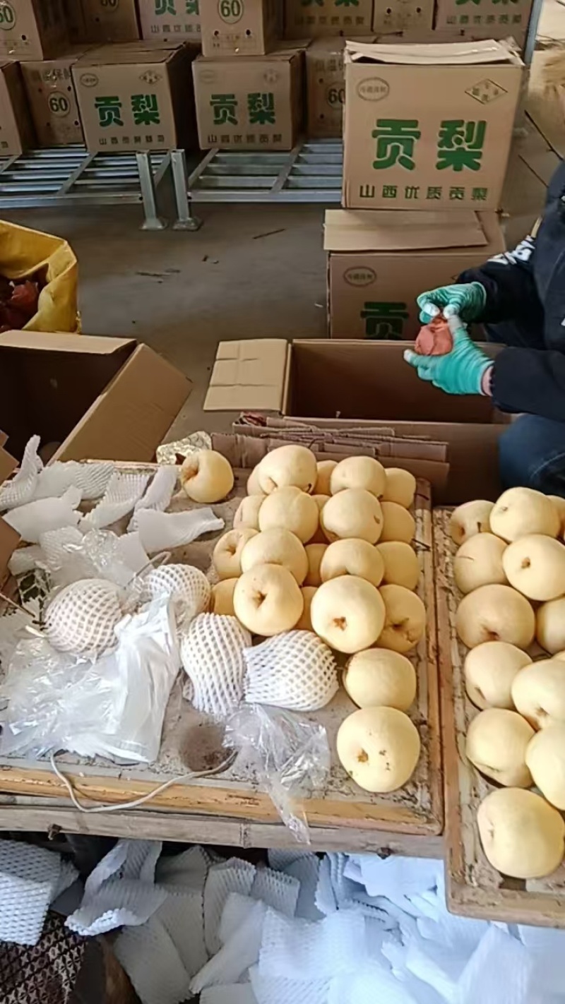 精品蒲城酥梨皮薄多汁质量保证量大从优欢迎咨询