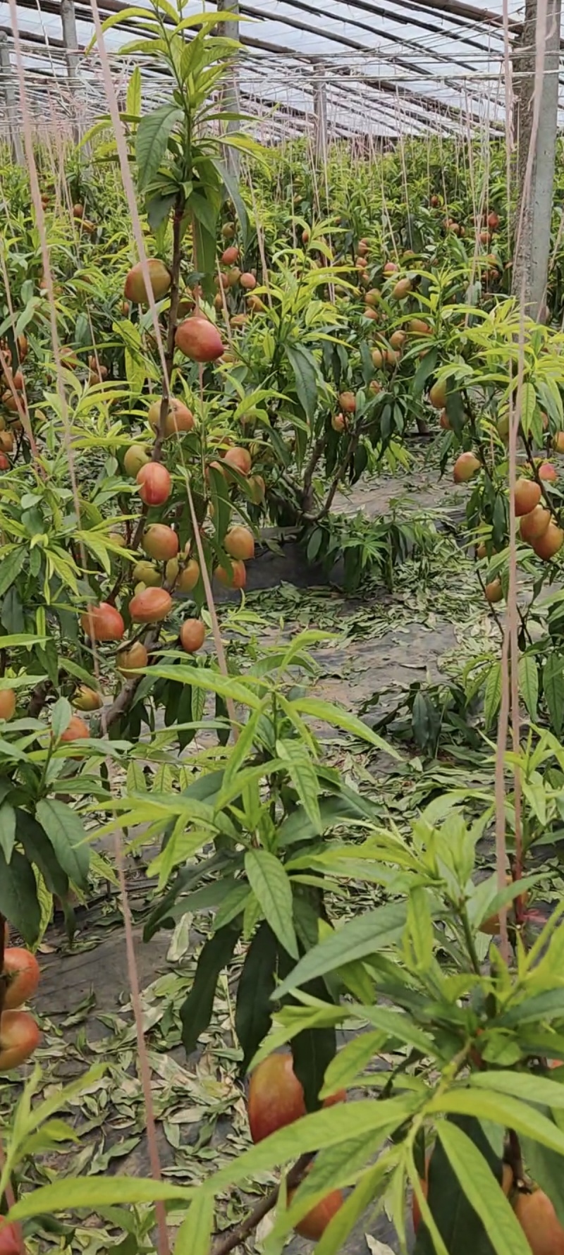 山东油桃，中油四号
