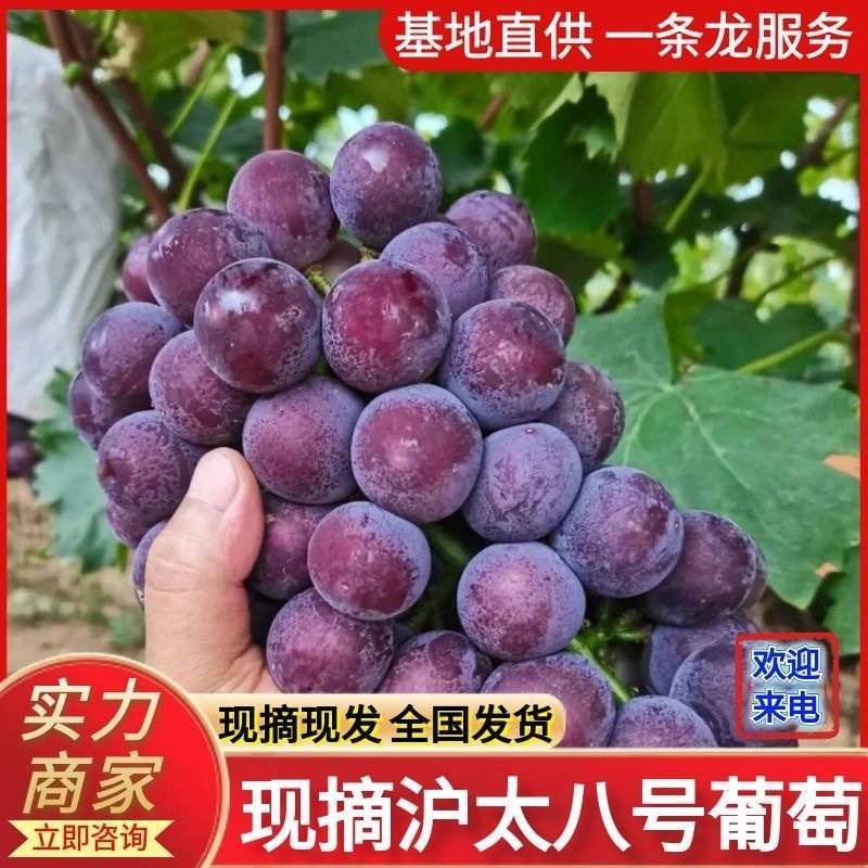 《沪太八号》陕西葡萄基地现摘现发/串形好个/可全国发货