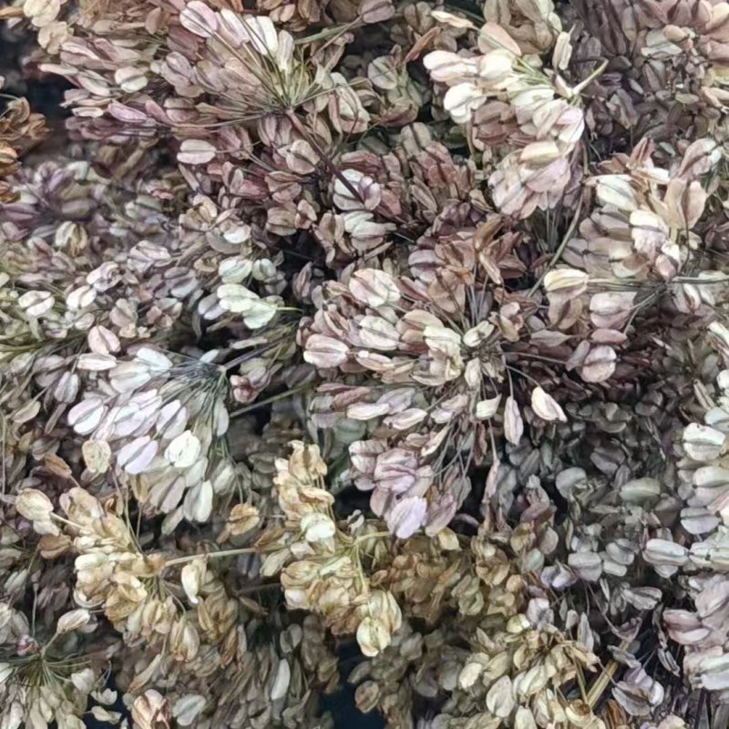当归种子，云当归种子，保证质量，出苗率保%90，