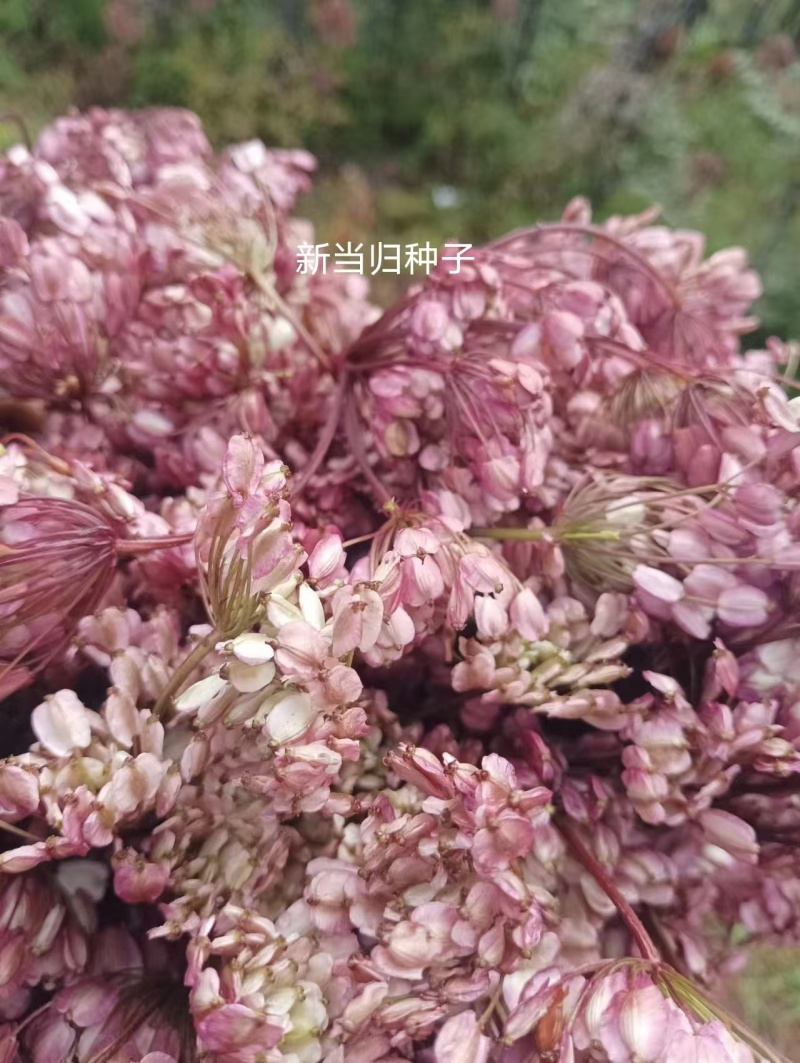 当归种子，云当归种子，保证质量，出苗率保%90，