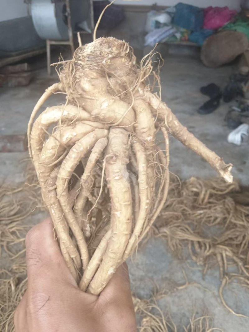 当归苗，**云当归苗，