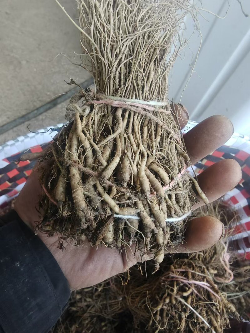 当归苗，**云当归苗，