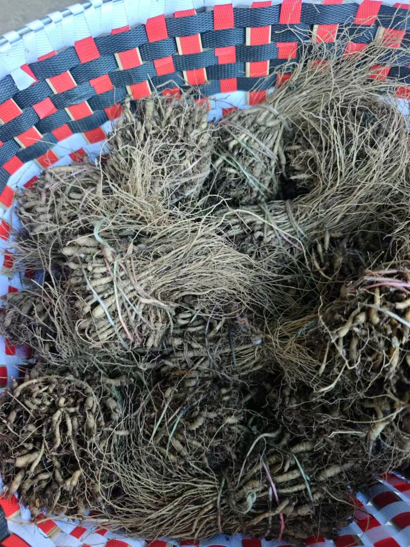 当归苗，**云当归苗，