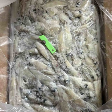 笔管鱼活冻鱿鱼海兔