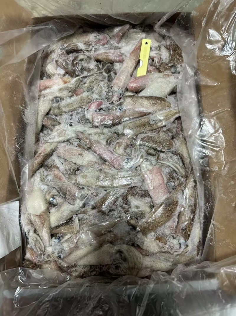 笔管鱼活冻鱿鱼海兔小鱿鱼海鲜批发冻品皮籽乌