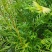 南方红豆杉苗，现抜现抜保湿发货保质保量量大质优价格优惠