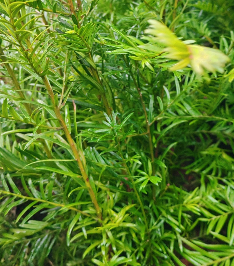 南方红豆杉苗，现抜现抜保湿发货保质保量量大质优价格优惠